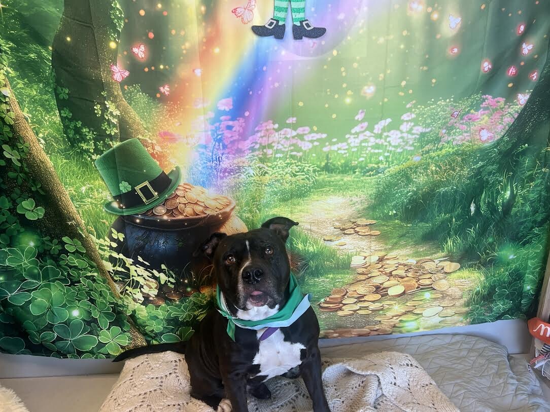 Picture of the Animal Listed